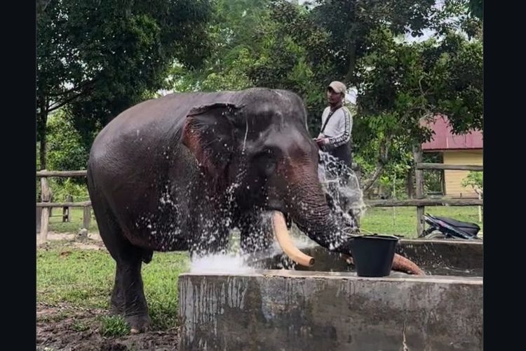 Sejarah Taman Nasional Tesso Nilo, Rumah Gajah Indro