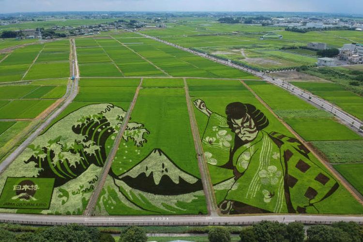 Budaya Ukiyoe dan Kabuki Jepang dipamerkan dalam mahakarya yang tidak biasa dengan mengubah sawah menjadi seni di kota Gyoda Jepang untuk menandai Olimpiade Tokyo 2020.