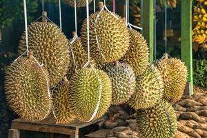 Ekspor Durian dan Lobster Vietnam ke China Melonjak Tajam Awal 2026