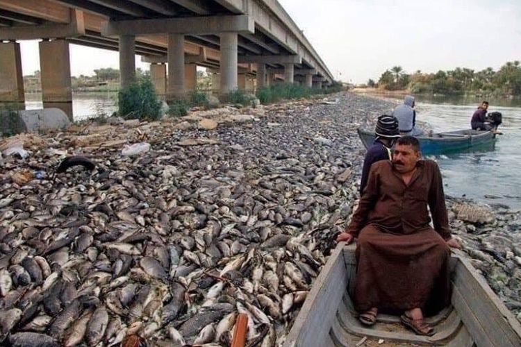 Peternak ikan di Irak menyaksikan ribuan bangkai ikan mas yang mereka pelihara di Sungai Eufrat mati mendadak, Jumat (2/11/2018).