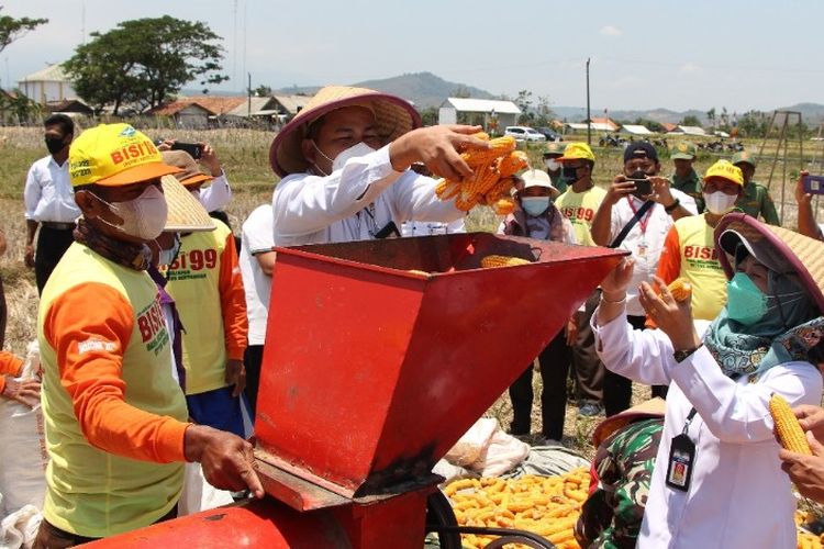 Wakil Bupati Brebes, Narjo saat panen raya jagung di Kecamatan Larangan, Brebes, Rabu (29/9/2021) (Dok. Humas Pemkab Brebes)