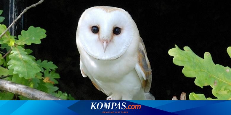 Benarkah Burung Hantu Bisa Memutar Kepalanya Hingga 360 Derajat Halaman All Kompas Com