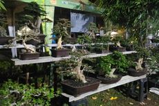 Tanaman Bonsai di Pameran Flona Dijual Rp 500.000 hingga Rp 70 juta