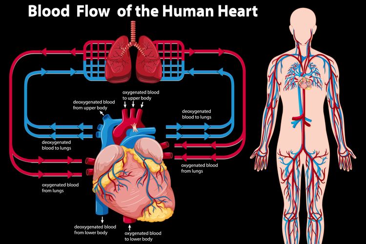 Ilustrasi sistem sirkulasi darah manusia