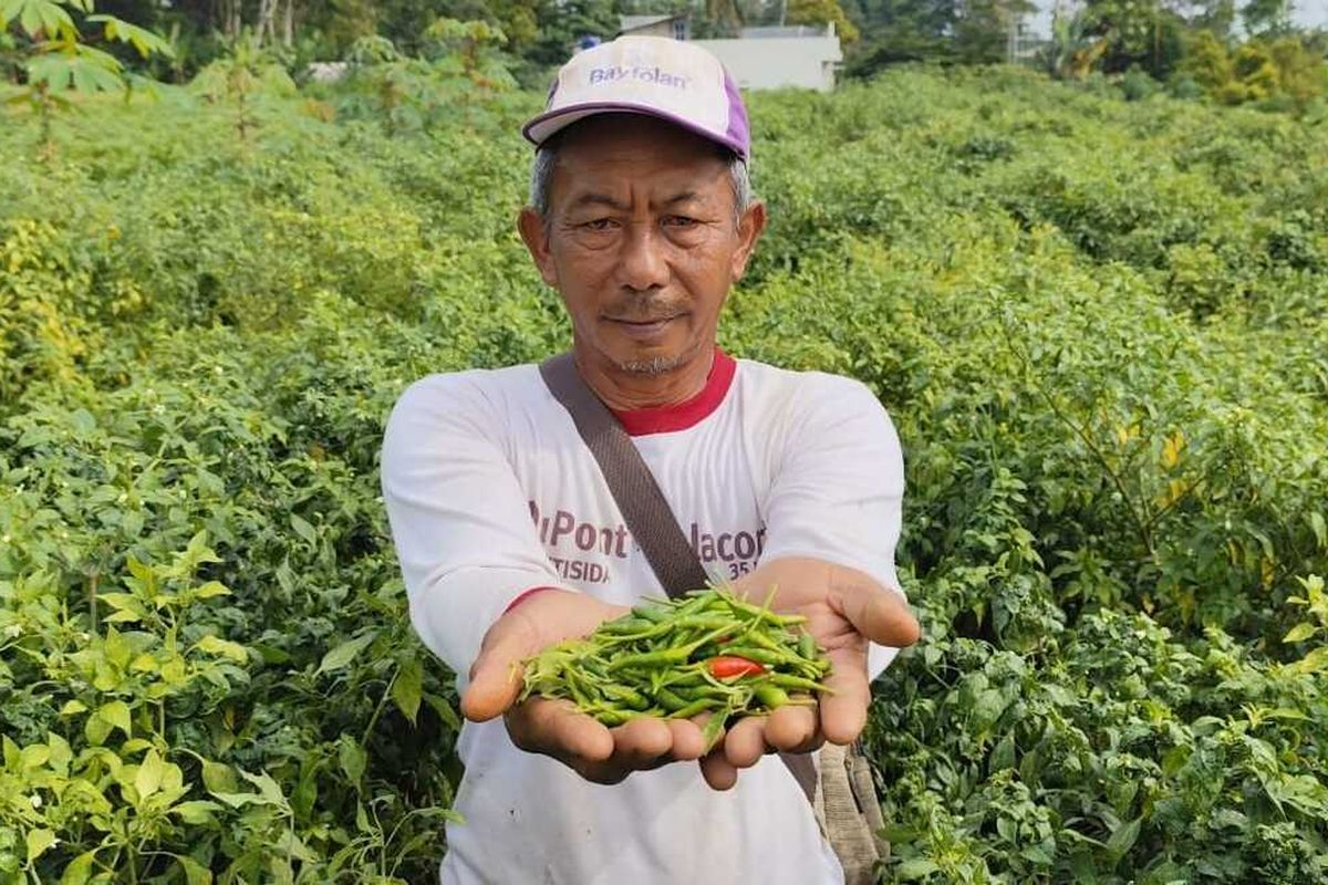 Irianto menunjukan sjeumlah cabai rawit hijau yang baru dipanennya pada Rabu (15/1/2025) pagi. dia menyebut harga cabai rawit petani ditingkat petani mencapai Rp60.000 Perkilogram.