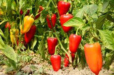 Sidang Korupsi Dana Hibah Pembangunan Gereja Katolik di Tanimbar, Negara Rugi Rp 1 Miliar