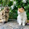 5 Arti di Balik Perilaku Aneh yang Ditunjukkan Kucing Peliharaan 