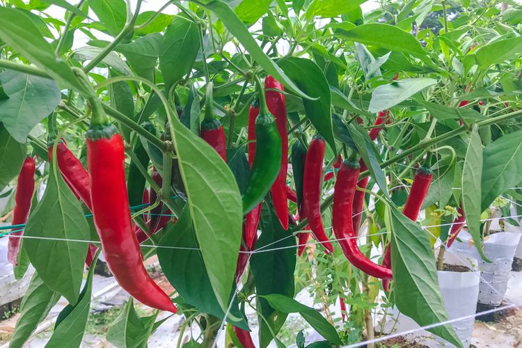 Ilustrasi tanaman cabai. 