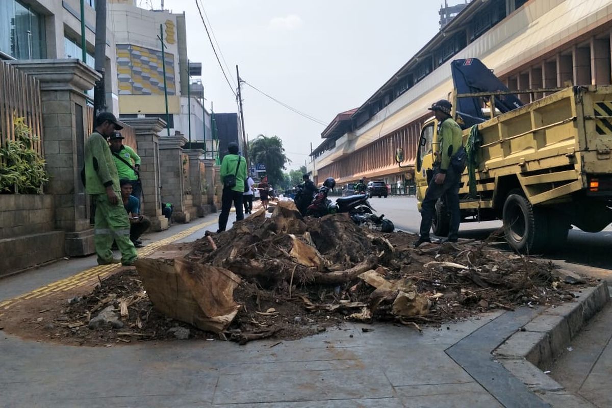 Pepohonan sepanjang Trotoar Cikini, Jakarta Pusat, Senin(4/11/2019).