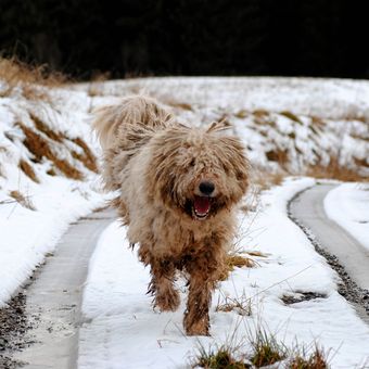 Ilustrasi anjing Komondor. 