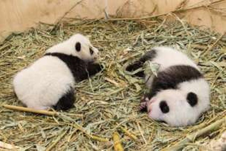 Bayi panda kembar ini lahir pada 7 Agustus 2016 di kebun binatang Schoenbrunn, Vienna, Austria. 