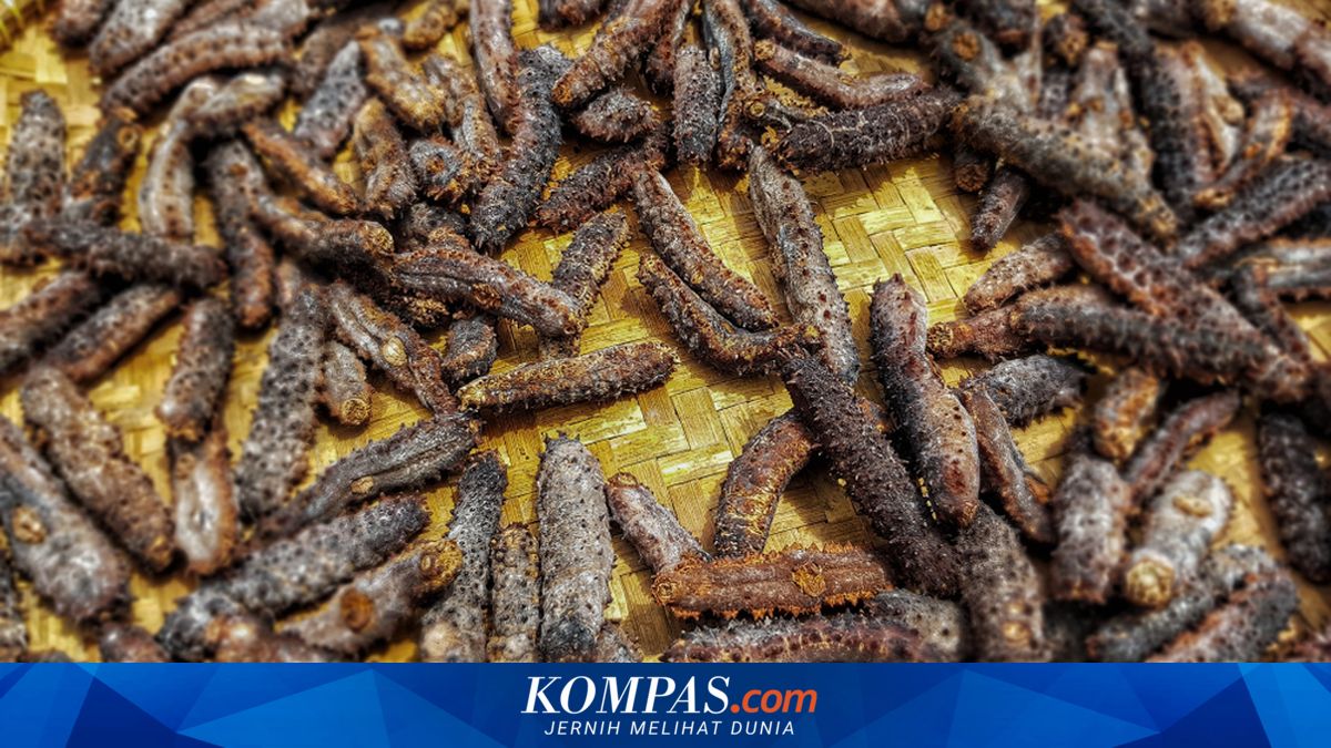 Cara Masak Teripang, Makanan Mewah yang Mudah Hancur