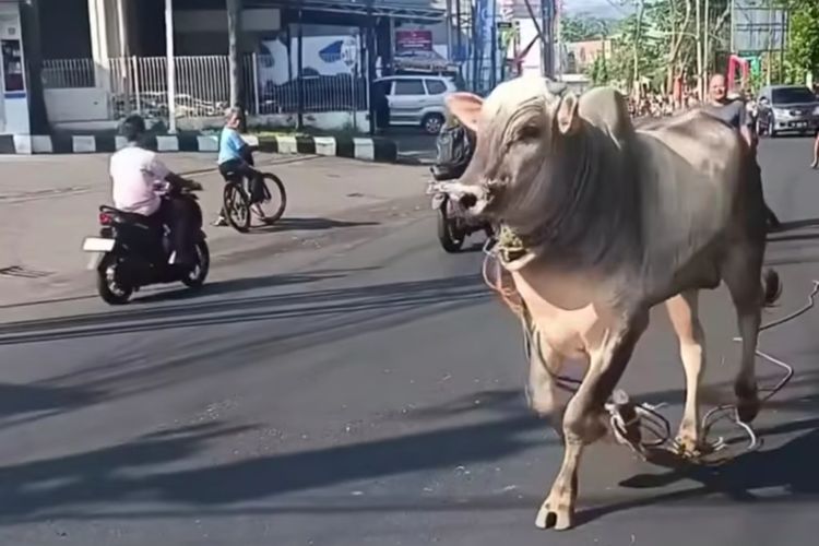 Video sapi kurban lepas dan berlarian di Jalan Raya Sampangan, Kecamatan Gajahmungkur, Kota Semarang, Jawa Tengah (Jateng) viral di media sosial (medsos). Senin (17/6/2024) 