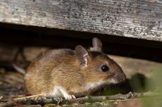 Apakah Infeksi karena Gigitan Tikus Bisa Diobati?