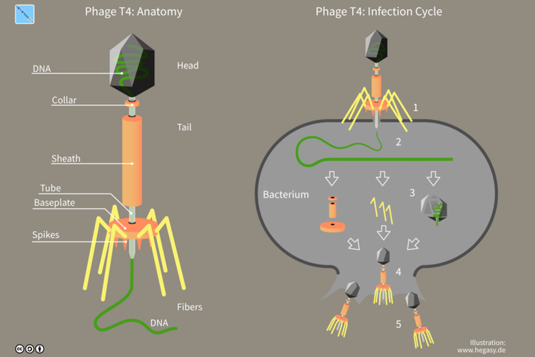 Virus yang menginjeksi DNA-nya