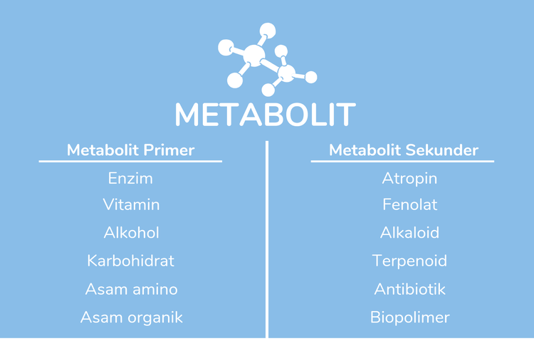 Metabolit Primer Dan Metabolit Sekunder: Pengertian Dan Contohnya