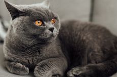 Mengenal Kucing British Shorthair, dari Penampilan hingga Sifatnya