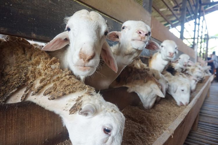 Ternak domba yang dikespor pada 2018 ini adalah domba jantan jenis ekor tipis yang diperuntukkan sebagai hewan ternak.