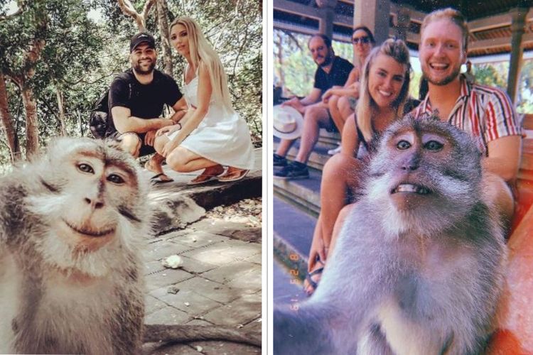 Monyet selfie bersama wisatawan