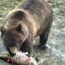 Beruang Berburu Salmon sebagai Ekosistem Alaska