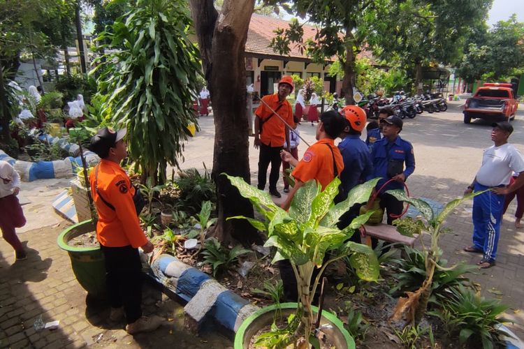 Petugas Damkar BPBD Kota Pasuruan sedang memusnahkan ulat bulu liar yang menempel di pohon SD Negeri Krampyangan Kota Pasuruan, Selasa (04/02/2025). 