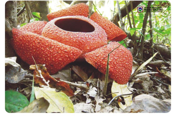 Bunga Raflesia di Taman Nasional Meru Betiri. 