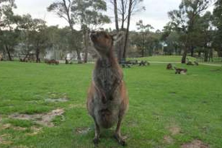 Kanguru hidup bebas di Ballarat Wildlife Park, Ballarat, Victoria, Australia, namun tetap bersahabat dengan pengunjung yang berinteraksi langsung dengan mereka.