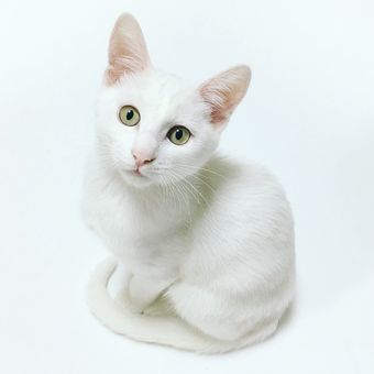 Ilustrasi kucing putih.