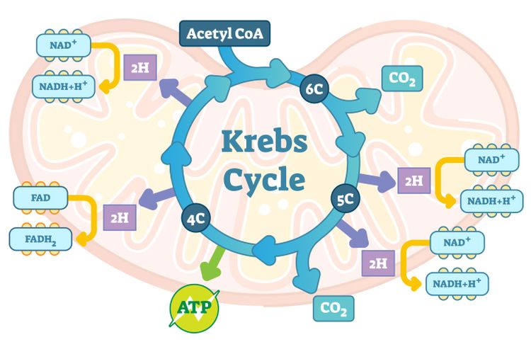 Siklus krebs menghasilkan molekul-molekul
