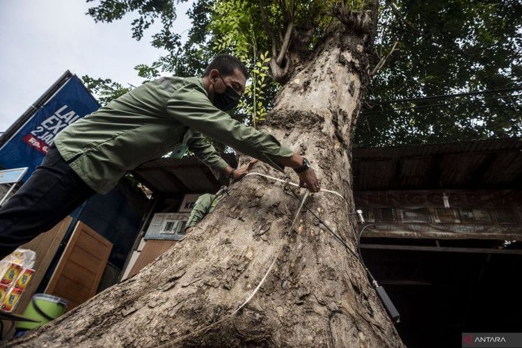 Petugas Dinas Pertamanan dan Hutan Kota Unit Pengelola Pengembangan Tanaman DKI Jakarta mengukur diameter batang pohon saat pengukuran tingkat kelapukan atau kekeroposan pohon di Jalan Raya Pondok Kelapa, Jakarta, Rabu (13/7/2022). Pengukuran tingkat kelapukan atau kekeroposan pohon itu bertujuan untuk memeriksa kelayakan kondisi pohon yang ada di Jakarta sehingga tidak membahayakan masyarakat. 