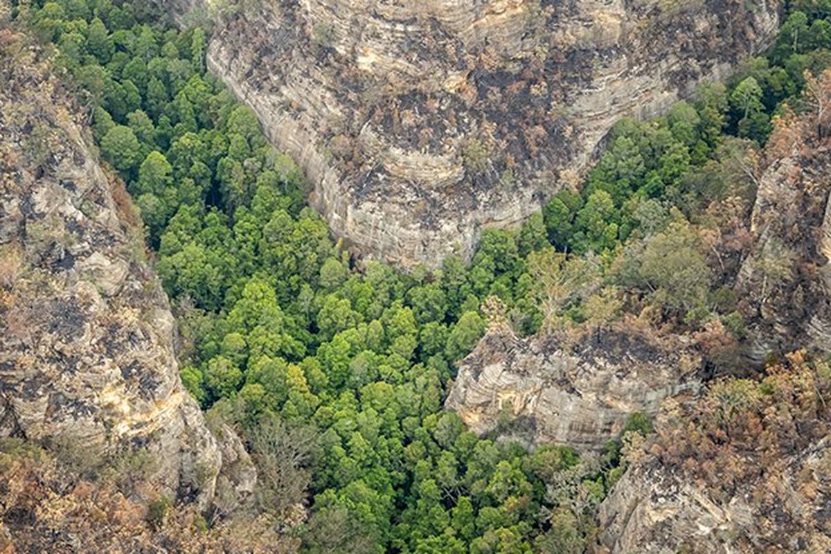 Damkar Australia cegah kebakaran terjadi di hutan pinus purba yang lokasinya dirahasiakan.