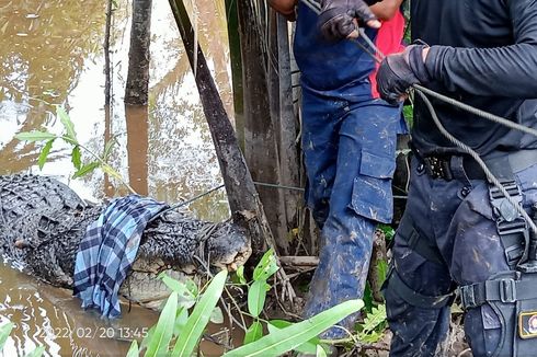 Sempat Menerkam Wanita, Buaya Sepanjang 5,2 Meter Ditangkap Petugas Damkar di Riau