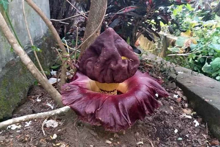 Bunga Bangkai (Amorphophallus) yang tumbuh di RT 08 RW 04 Lingkungan Takoa, Kelurahan Toloa, Kecamatan Tidore Selatan, Kota Tidore, Provinsi Maluku Utara, Minggu (10/02/2019)