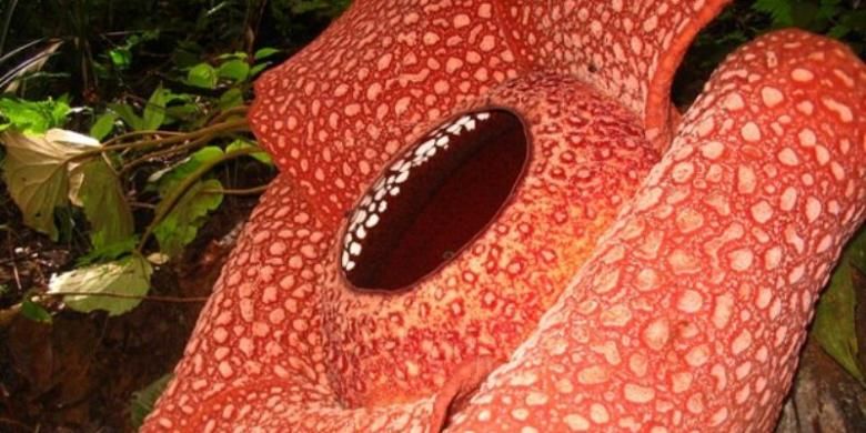 Rafflesia Arnoldi, puspa langka Bengkulu