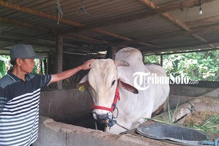 Sukasno, warga Desa Doplang, Kecamatan Karangpandan, Kabupaten Karanganyar, Jawa Tengah, bersama sapinya yang batal dibeli Presiden Joko Widodo (Jokowi) sebagai hewan kurban.