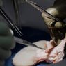 Ilmuwan China Berhasil Tumbuhkan Ginjal Berisi Sel Manusia pada Embrio Babi