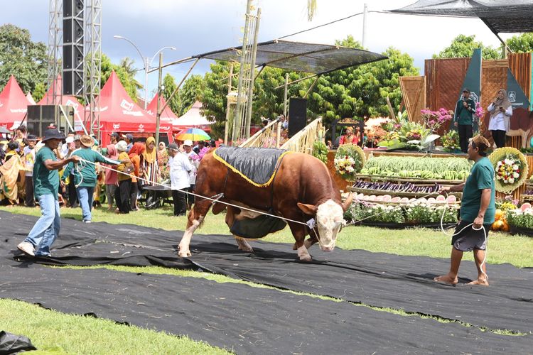 Jelang Idul Adha, Sapi Jumbo 1 Ton Lebih dari Banyuwangi Jadi Rebutan, Ditawar Rp 180 Juta