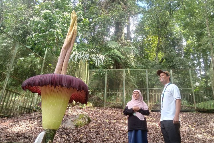 Bunga bangkai jenis Amorphophallus titanium becc setinggi 3,4 meter mekar sempurna di Kebun Raya Cibodas, Cianjur, Minggu (26/5/2024).