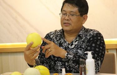 Mengenal Baby Melon Hikapel, Melon Seukuran Apel, Apa Keistimewaannya?