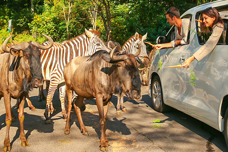 Salah satu wahana di Taman Safari Prigen atau Taman Safari Indonesia II Jatim. Jam buka dan harga tiket masuk Taman Safari Prigen selama Lebaran 2024.