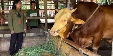 Penampakan Manggala, Sapi Kurban Presiden Prabowo di Kota Pekanbaru yang Berbobot Nyaris Satu Ton