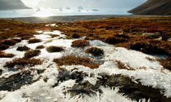 Peneliti Temukan Virus Raksasa di Greenland, Teliti Dampak terhadap Pencairan Es