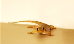 7 Fakta Tentang Cicak, Salah Satunya Bisa Gigit Manusia