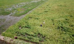 Petani di Kalteng Berhasil Panen Perdana, Food Estate Disebut Mulai Hasilkan Manfaat