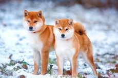 6 Ras Anjing yang Mirip Rubah, dari Corgi sampai Akita Inu
