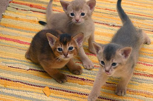 5 Ras Kucing Paling Pintar di Dunia