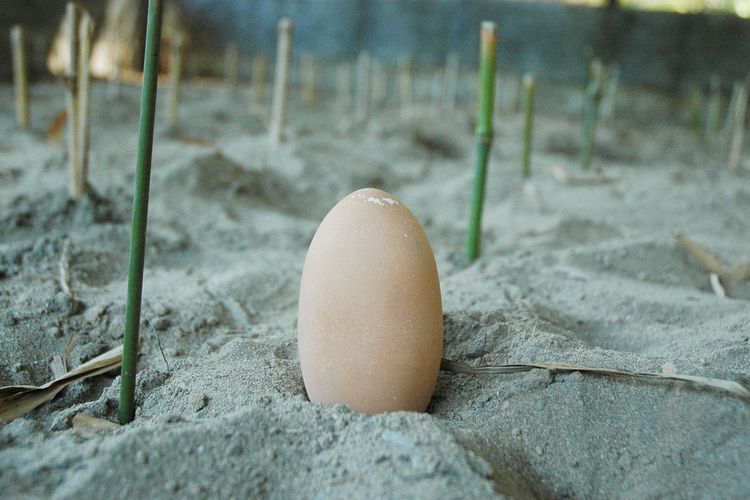 Sebutir telur buurng maleo (Macrocephalon maleo) menunggu diletakkan di dalam tanah di sebuah hatchery di dalam kawasan Taman Nasional Bogani Nani Wartabone.