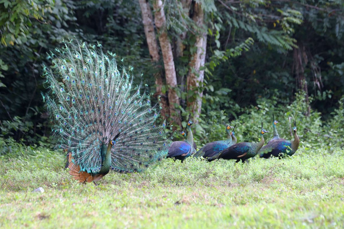 Sekor merak hijau (Pavo muticus) jantan mengembangkan bulu ekornya untuk menarik perhatian merak hijau betina di padang savana Sadengan, Taman Nasional Alas Purwo, Banyuwangi, Jawa Timur, Senin (30/5/2022). Petugas mengatakan saat ini di Taman Nasional Alas Purwo telah memasuki musim kawin merak hijau yang diperkirakan berlangsung hingga bulan November.