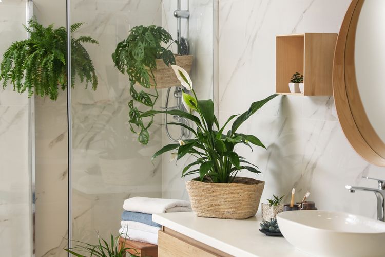 Ilustrasi tanaman hias di kamar mandi.