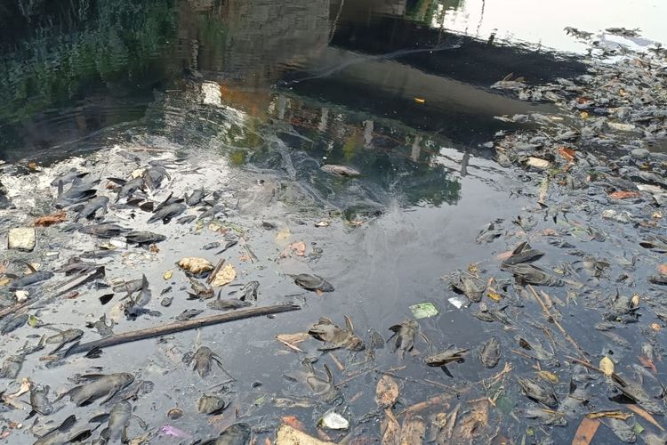 Ribuan bangkai ikan sapu-sapu yang mengambang di aliran Kali Vila Nusa Indah, tepatnya Sungai Cileungsi, perbatasan Kabupaten Bekasi dan Kota Bekasi, Senin (11/9/2023). Kondisi tersebut diduga terjadi karena pencemaran limbah.